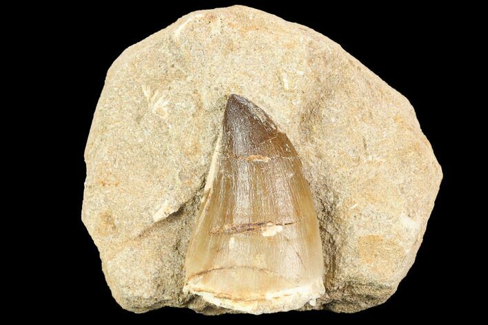 Mosasaur (Prognathodon) Tooth In Rock - Morocco #123223